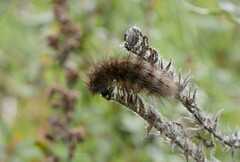 Phragmatobia fuliginosa