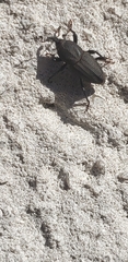 Sphenophorus parvulus