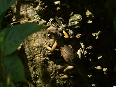 Tropidurus
