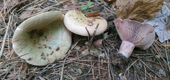 Lactarius sanguifluus