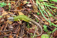 Lacerta schreiberi