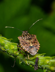 Halyomorpha
