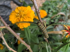 Danaus plexippus