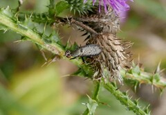 Coremacera marginata