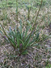 Bistorta bistortoides