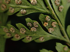 Arachniodes insularis