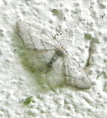 Lobocleta ossularia