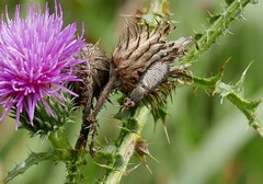 Coremacera marginata