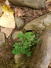 Adiantum aleuticum aleuticum