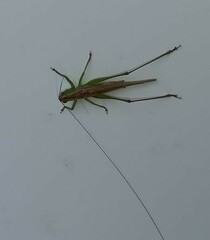 Conocephalus cinereus