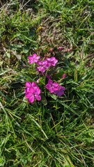 Dianthus glacialis