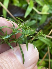 Galium uniflorum