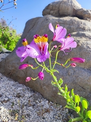 Alstroemeria pulchra