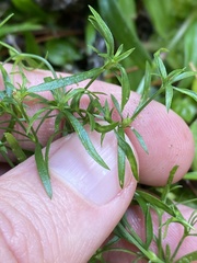 Galium uniflorum