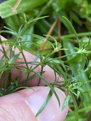 Galium uniflorum