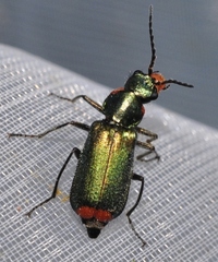 Malachius lusitanicus