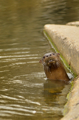 Lontra longicaudis