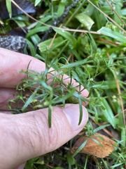 Galium uniflorum