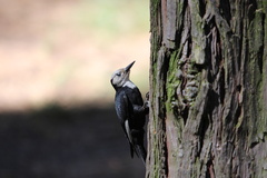 Dryobates albolarvatus