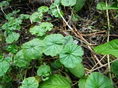 Alchemilla orbiculata