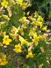 Tropaeolum hookerianum