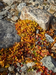 Salix herbacea