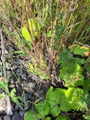 Epilobium tetragonum