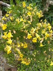 Tropaeolum hookerianum