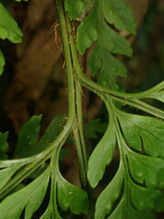 Arachniodes insularis