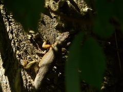 Tropidurus