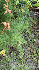 Coreopsis verticillata