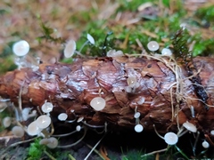 Strobilurus conigenus