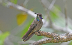 Colibri delphinae