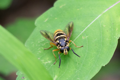 Temnostoma alternans