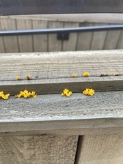 Dacrymyces spathularia