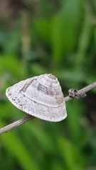 Trochoidea elegans