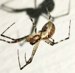 Pityohyphantes phrygianus