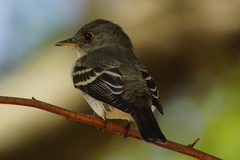 Empidonax flaviventris
