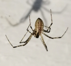 Pityohyphantes phrygianus