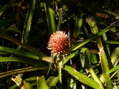 Ananas
