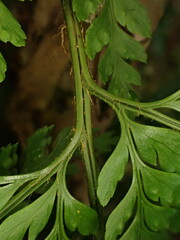 Arachniodes insularis image