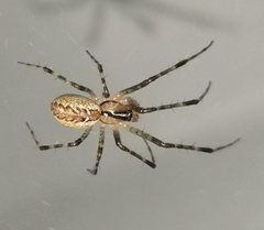 Pityohyphantes phrygianus