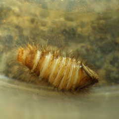 Dermestidae
