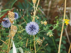 Echinops bannaticus