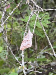 Libytheana carinenta mexicana