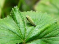Chlorogonalia