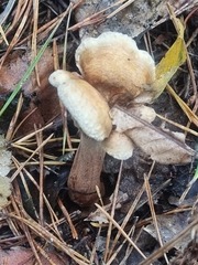 Tapinella panuoides