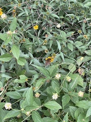 Anthanassa texana texana