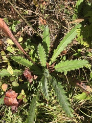 Cirsium horridulum