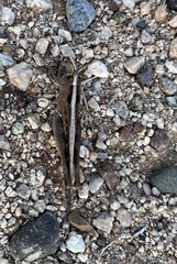 Rhammatocerus viatorius